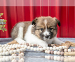 Small Photo #19 Australian Shepherd Puppy For Sale in GREENFIELD, OH, USA