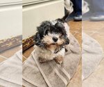 Small Photo #3 Maltese-Unknown Mix Puppy For Sale in Osgood, IN, USA