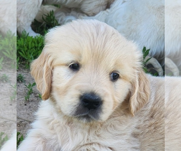 Medium Photo #11 Golden Retriever Puppy For Sale in BENNETT, CO, USA