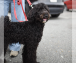 Small #3 Poodle (Standard)
