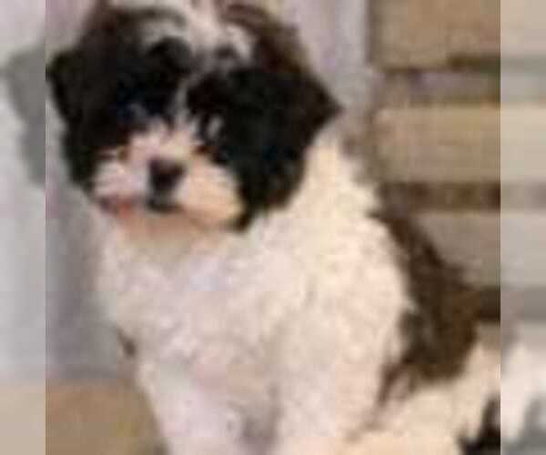 Medium Photo #2 Shih Tzu Puppy For Sale in MOUNT VERNON, OH, USA