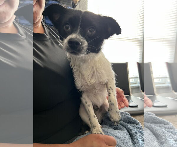 Medium Photo #3 Mutt Puppy For Sale in Bellevue, WA, USA