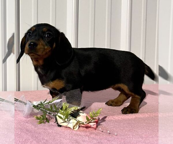 Medium Photo #2 Dachshund Puppy For Sale in FREDONIA, PA, USA