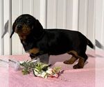 Small #1 Dachshund