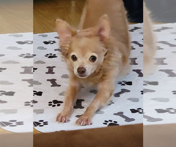 Medium Photo #1 Chihuahua-Unknown Mix Puppy For Sale in Bellingham, WA, USA