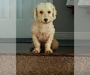 Mutt Dogs for adoption in Princeton, MN, USA