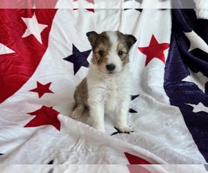 Shetland Sheepdog Puppy for sale in KINGSPORT, TN, USA