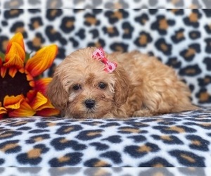 Shih-Poo Puppy for sale in LAKELAND, FL, USA