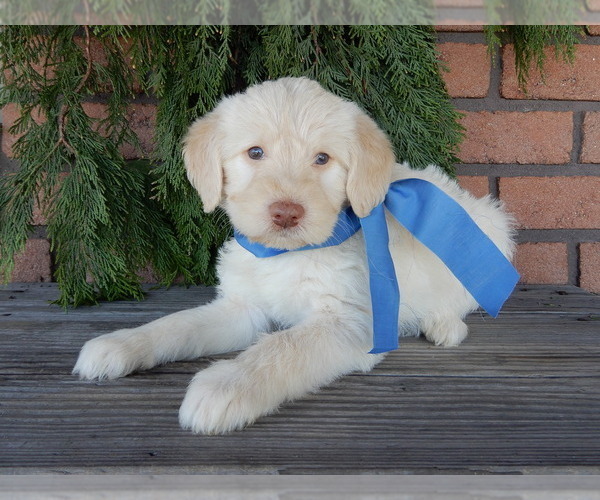 Medium Photo #4 Labradoodle Puppy For Sale in MILLERSBURG, OH, USA