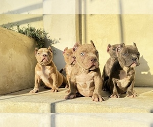 American Bully Puppy for sale in MORENO VALLEY, CA, USA