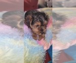 Small Photo #219 Yorkshire Terrier Puppy For Sale in AKRON, OH, USA