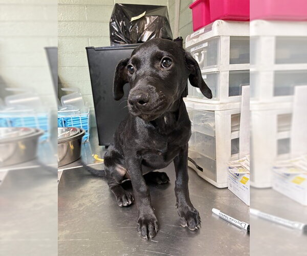 Medium Photo #1 Mutt Puppy For Sale in Stockton, CA, USA