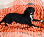 Small #2 Chihuahua Mix