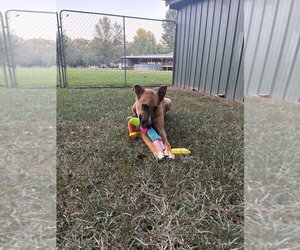 Hercules - Male German Shepherd Dog-Unknown Mix Dog for Adoption - Photo #3