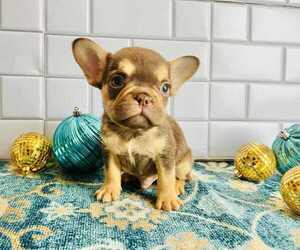French Bulldog Puppy for sale in INDIANAPOLIS, IN, USA