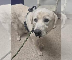 Siberian Husky-Unknown Mix Dogs for adoption in Bakersfield, CA, USA