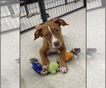 Small #1 Staffordshire Bull Terrier Mix