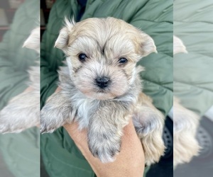 Maltipoo Puppy for sale in SANTA MARIA, CA, USA