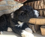 Small Photo #8 Aussiedoodle Puppy For Sale in CRAWFORDSVILLE, IN, USA