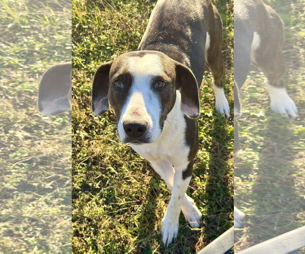 Medium Photo #1 Plott Hound Puppy For Sale in Cherry Hill, NJ, USA