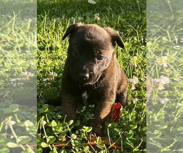 Medium Photo #17 Belgian Malinois Puppy For Sale in BURNINGTOWN, NC, USA
