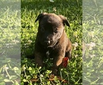 Small #2 Belgian Malinois