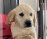 Small Photo #1 Golden Retriever Puppy For Sale in ROANOKE, IL, USA