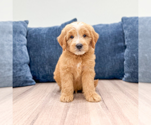 Medium Goldendoodle (Miniature)
