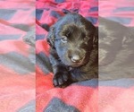 Small Photo #21 Labrador Retriever Puppy For Sale in WOODLAND, WA, USA