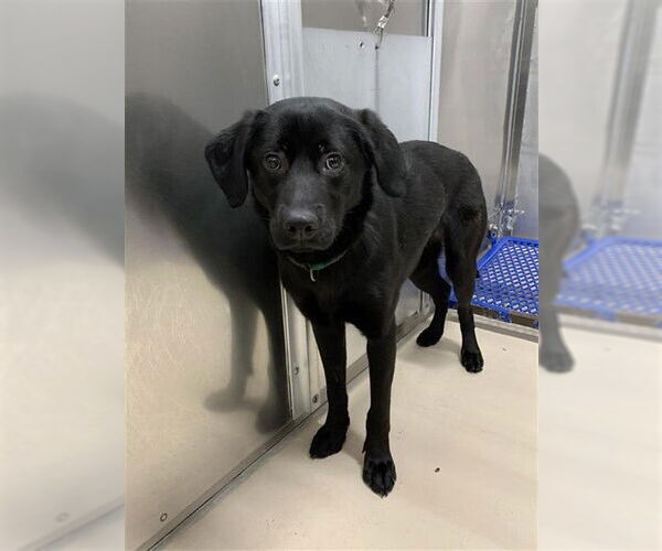 Medium Photo #1 Labrador Retriever Puppy For Sale in Fairbanks, AK, USA