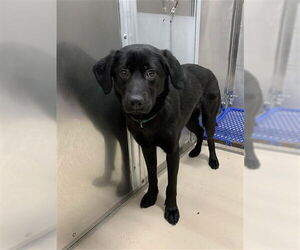 Labrador Retriever Dogs for adoption in Fairbanks, AK, USA