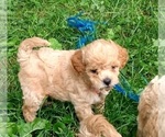 Puppy 1 Poodle (Toy)