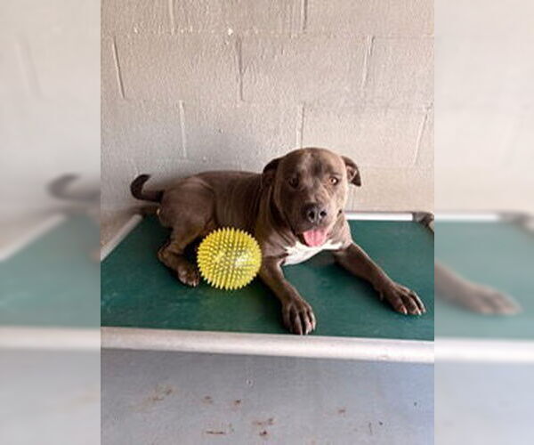 Medium Photo #4 Mutt Puppy For Sale in Pleasanton, TX, USA