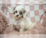 Small Cavapoo