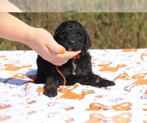 Goldendoodle Puppy for sale in UNION CITY, TN, USA
