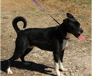Mack - Male Basenji-Boxer Mix Dog for Adoption - Photo #2