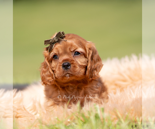 Medium Photo #5 Cavalier King Charles Spaniel Puppy For Sale in WARSAW, IN, USA