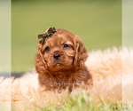 Small #4 Cavalier King Charles Spaniel