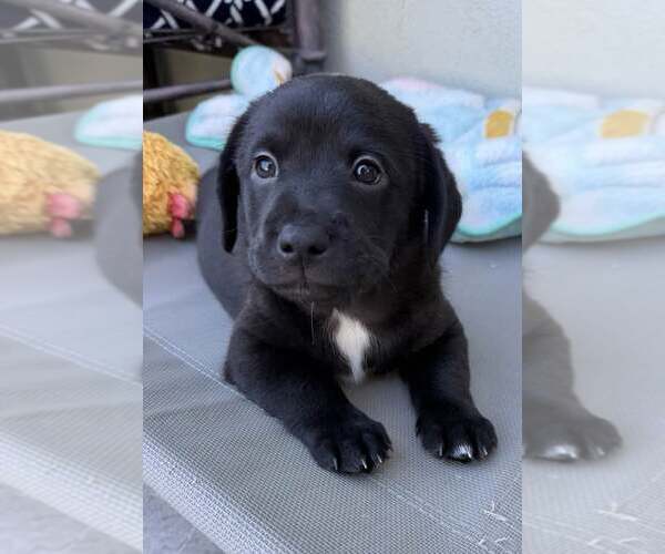 Medium Photo #2 Labrador Retriever-Staffordshire Bull Terrier Mix Puppy For Sale in Cave Creek, AZ, USA