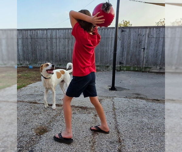 Medium Photo #5 Labrador Retriever-Unknown Mix Puppy For Sale in Houston, TX, USA