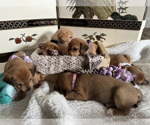 Beagle-Shiba Inu Mix Litter for sale in TWO RIVERS, WI, USA