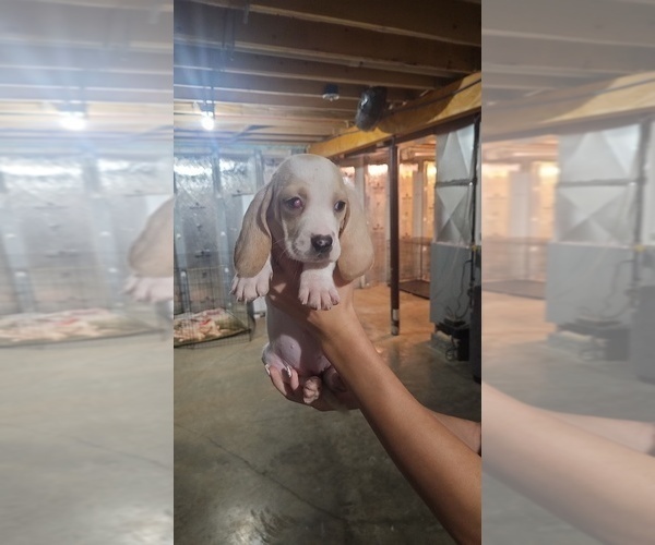 Medium Photo #7 Basset Hound Puppy For Sale in CINCINNATUS, NY, USA