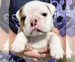 Small #2 English Bulldog