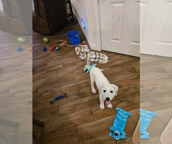 Medium Photo #8 Akbash-Great Pyrenees Mix Puppy For Sale in Houston, TX, USA