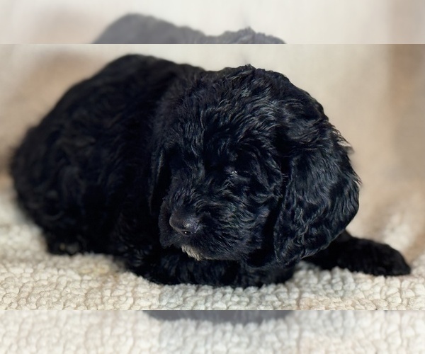 Medium Photo #1 Double Doodle Puppy For Sale in GREENFIELD, IN, USA