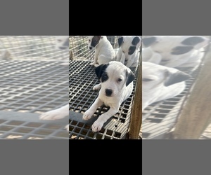 Jack Russell Terrier Puppy for Sale in BELL BUCKLE, Tennessee USA