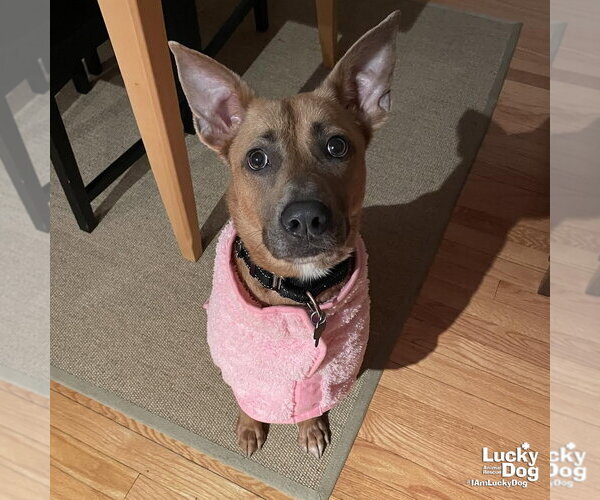 Medium Photo #6 Mutt Puppy For Sale in Washington, DC, USA