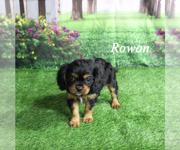 Medium Photo #16 Cavalier King Charles Spaniel Puppy For Sale in CHANUTE, KS, USA
