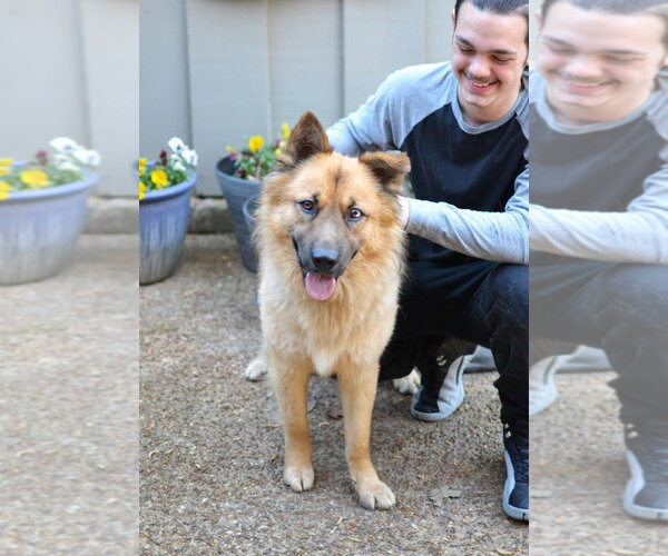 Medium Photo #4 German Shepherd Dog-Unknown Mix Puppy For Sale in Enfield, CT, USA