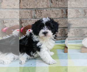 Havapoo Puppy for sale in GUTHRIE, KY, USA